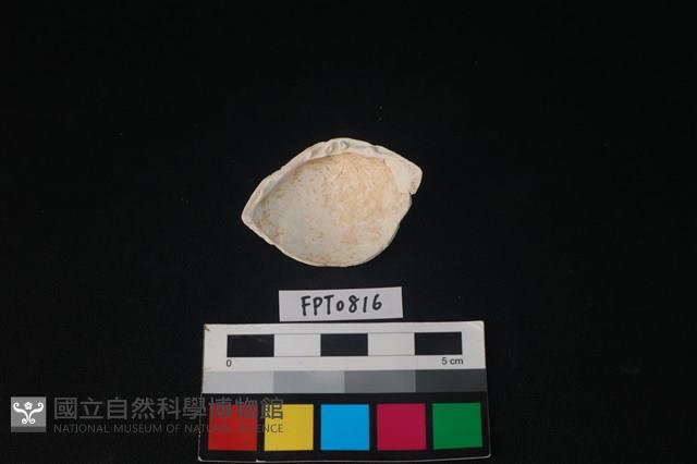 貝殼藏品圖，第2張