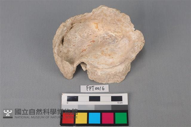 貝殼藏品圖，第2張