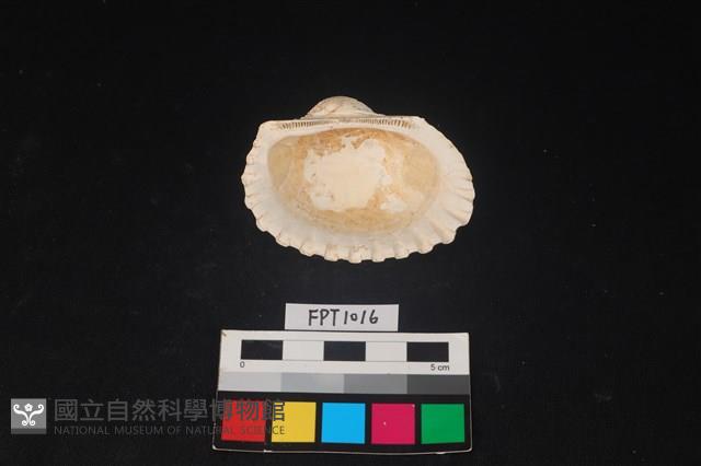 貝殼藏品圖，第2張