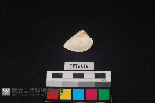 貝殼藏品圖，第2張