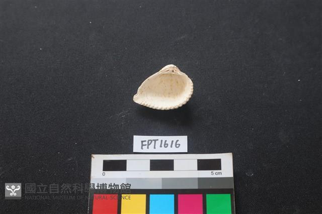 貝殼藏品圖，第2張