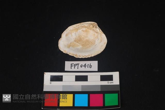 貝殼藏品圖，第2張