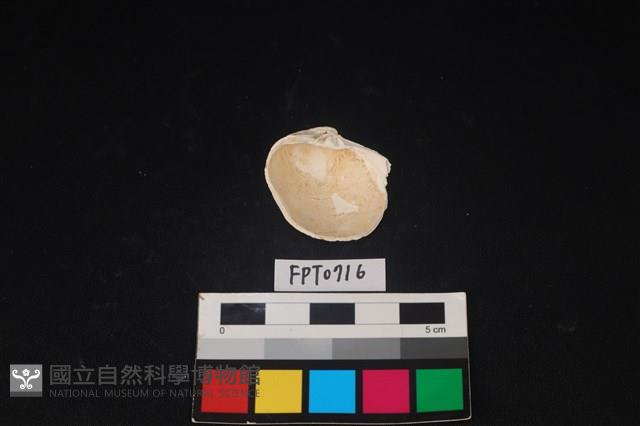 貝殼藏品圖，第2張