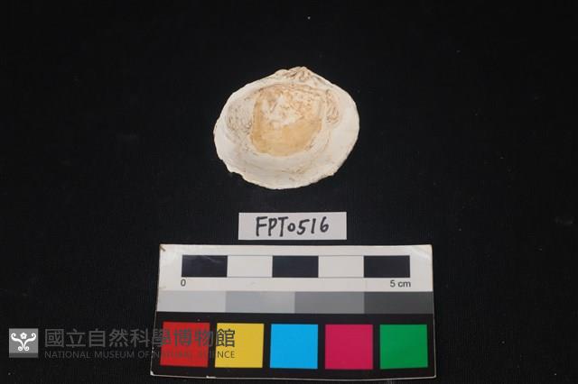 貝殼藏品圖，第2張