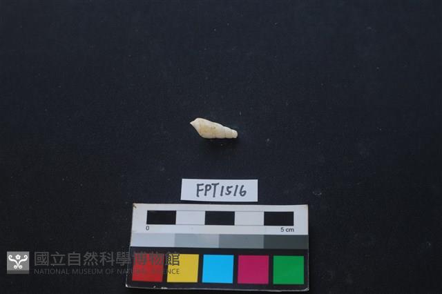 貝殼藏品圖，第2張