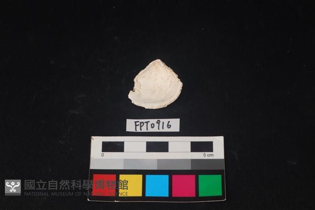 貝殼藏品圖，第2張