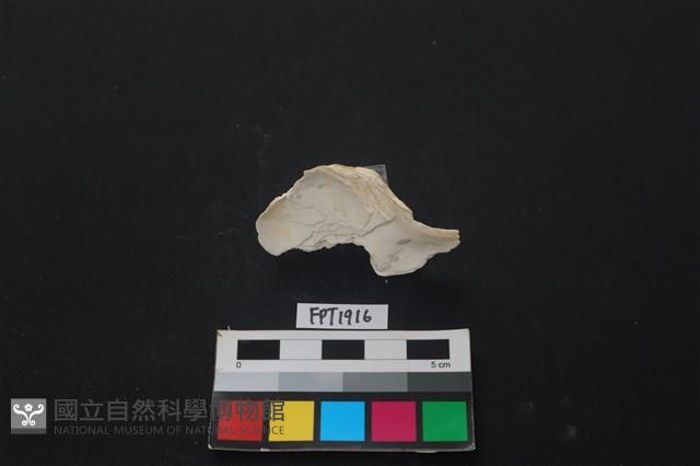 貝殼藏品圖，第2張