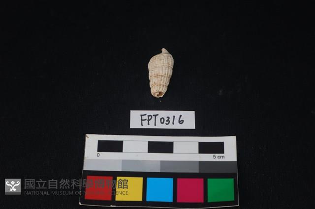 貝殼藏品圖，第2張