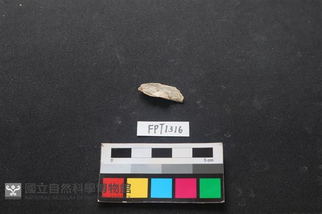貝殼藏品圖，第2張