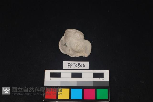 貝殼藏品圖，第2張