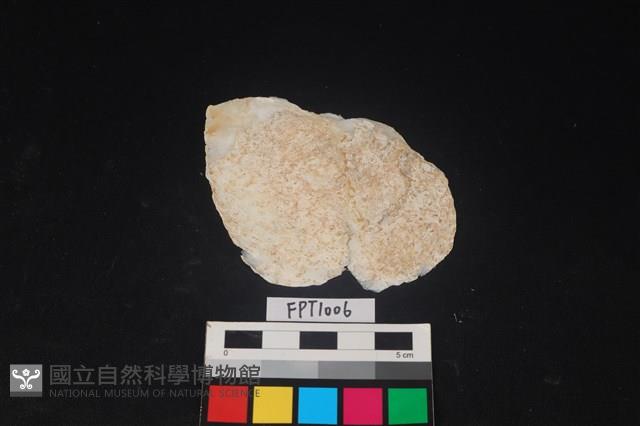 貝殼藏品圖，第2張