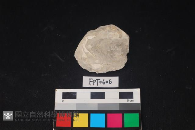 貝殼藏品圖，第2張