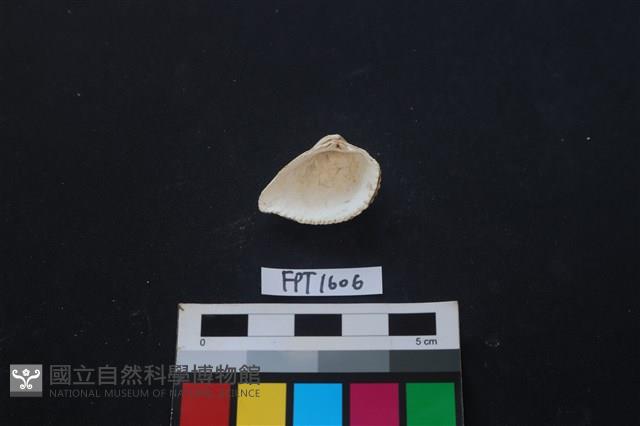 貝殼藏品圖，第2張
