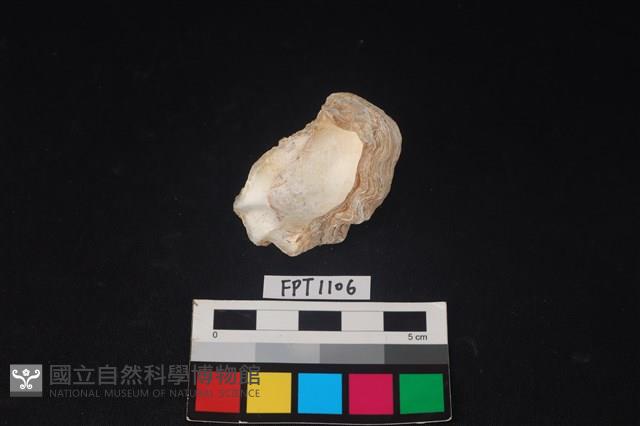 貝殼藏品圖，第2張
