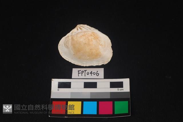 貝殼藏品圖，第2張