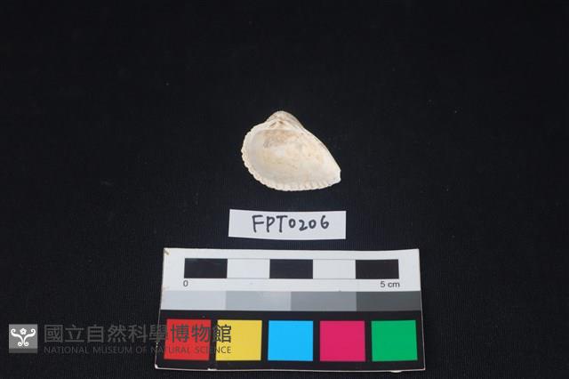 貝殼藏品圖，第2張
