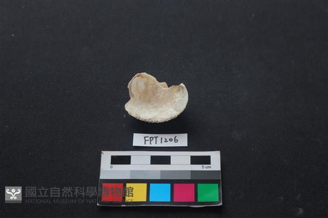 貝殼藏品圖，第2張