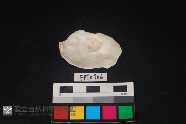 貝殼藏品圖，第2張