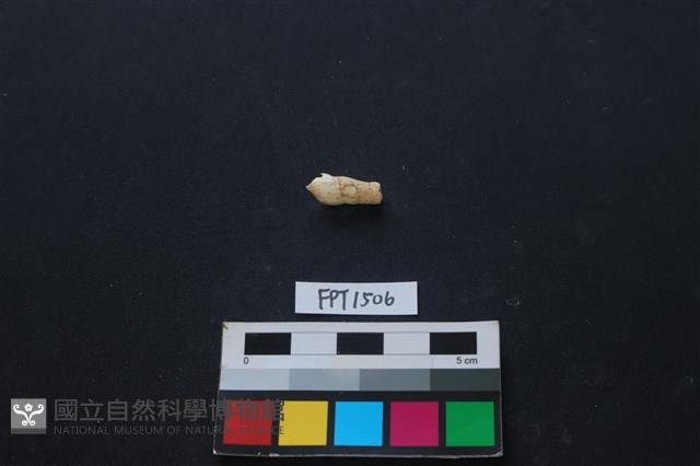 貝殼藏品圖，第2張