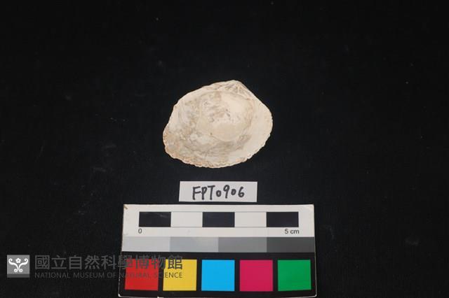 貝殼藏品圖，第2張