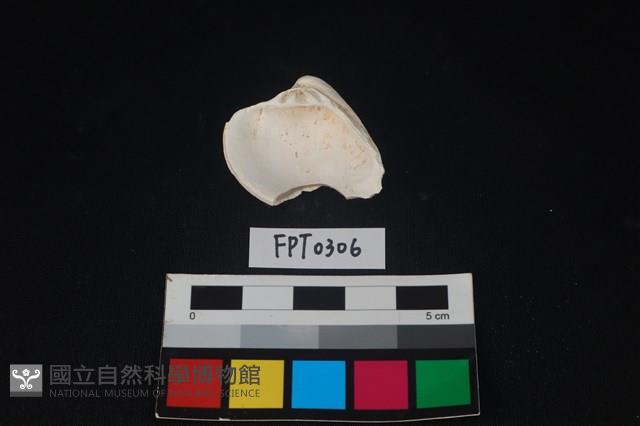 貝殼藏品圖，第2張