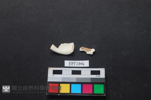 貝殼藏品圖，第2張