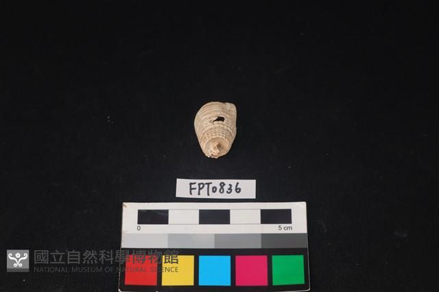 貝殼藏品圖，第2張