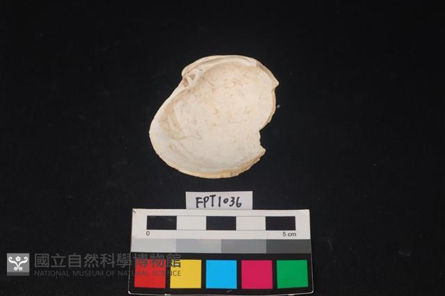 貝殼藏品圖，第2張
