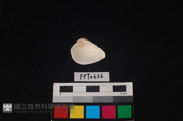 貝殼藏品圖，第2張