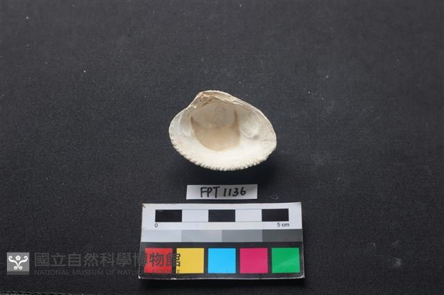 貝殼藏品圖，第2張