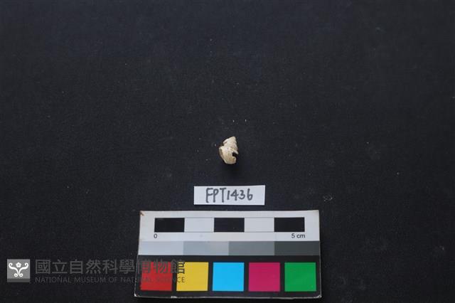 貝殼藏品圖，第2張