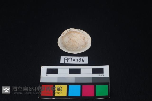 貝殼藏品圖，第2張