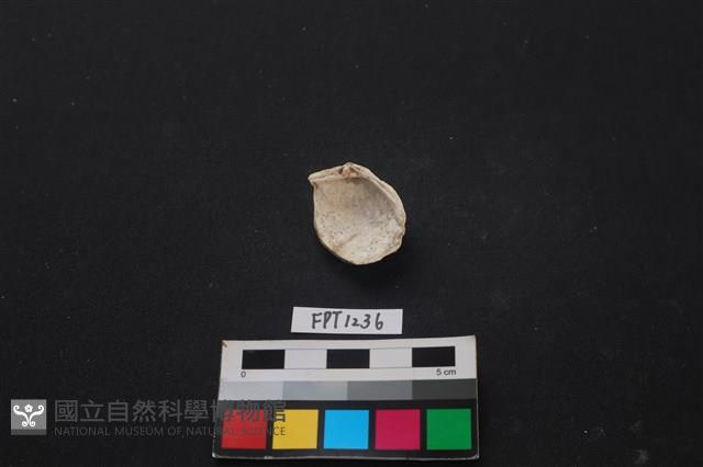 貝殼藏品圖，第2張