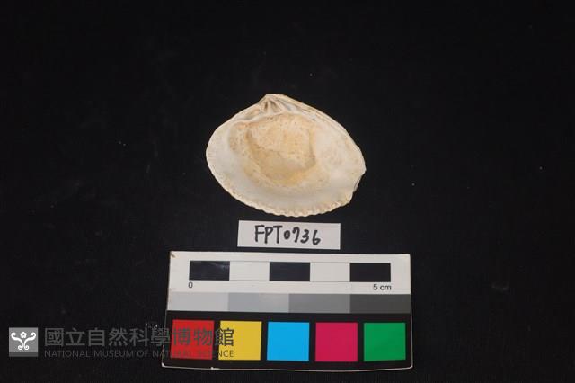貝殼藏品圖，第2張