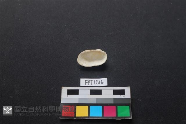 貝殼藏品圖，第2張