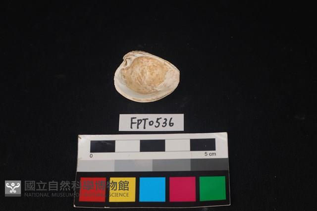 貝殼藏品圖，第2張