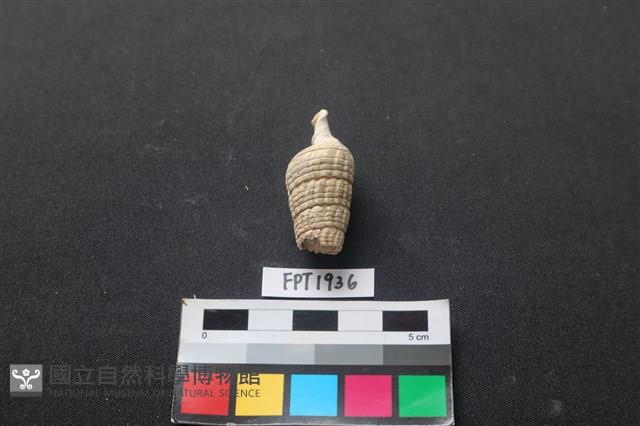 貝殼藏品圖，第2張