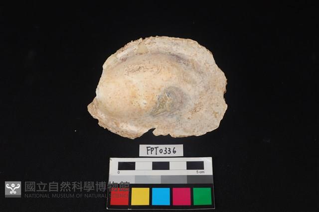 貝殼藏品圖，第2張