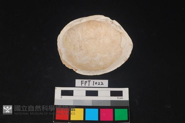 貝殼藏品圖，第2張