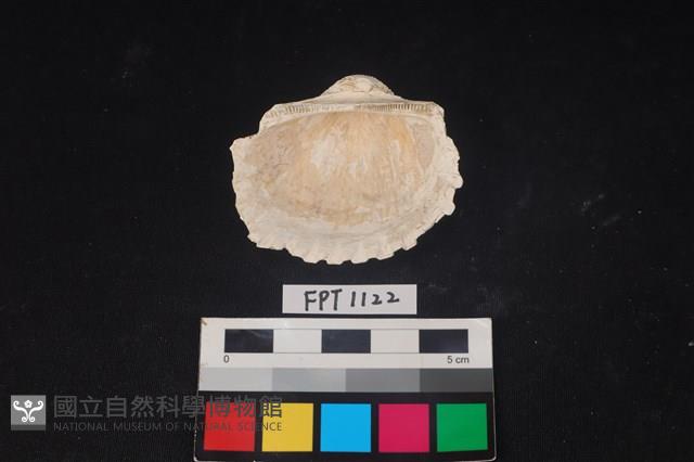 貝殼藏品圖，第2張