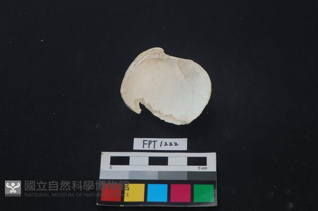 貝殼藏品圖，第2張