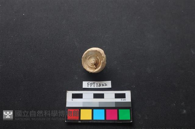 貝殼藏品圖，第2張