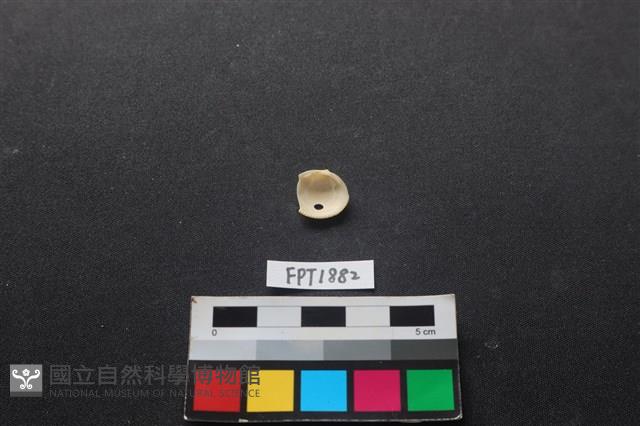 貝殼藏品圖，第2張