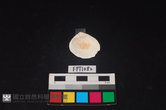 貝殼藏品圖，第2張
