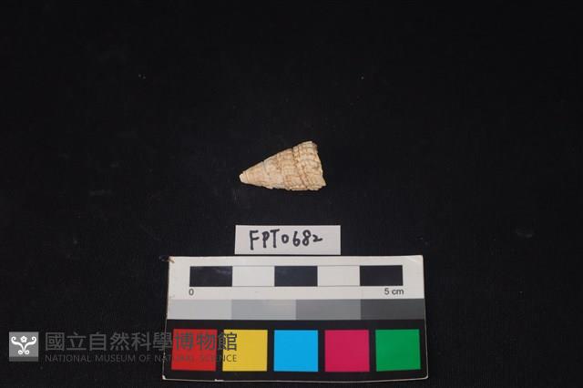 貝殼藏品圖，第2張