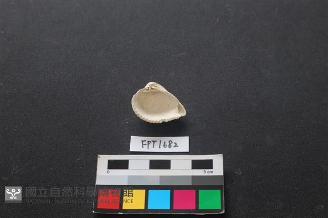 貝殼藏品圖，第2張