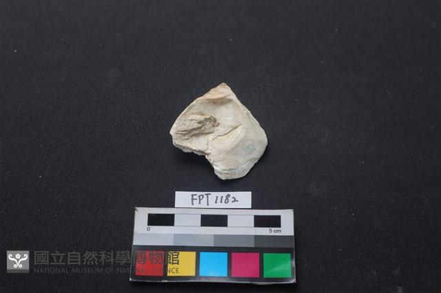 貝殼藏品圖，第2張