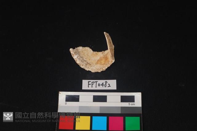 貝殼藏品圖，第2張