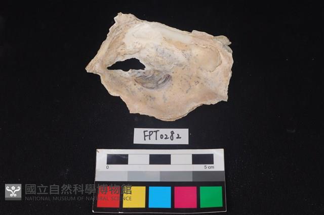 貝殼藏品圖，第2張