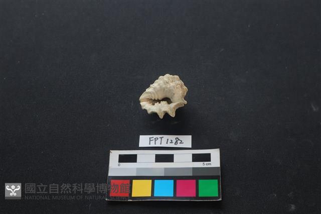 貝殼藏品圖，第2張